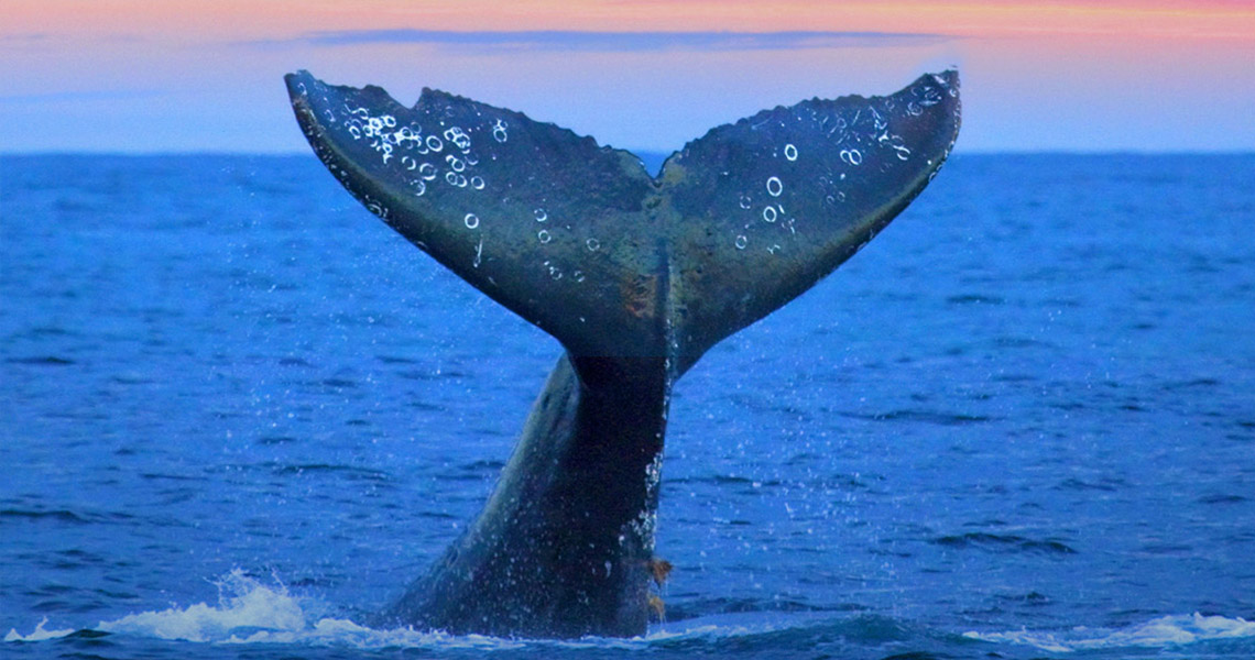 The Sea Cetacean Sanctuary