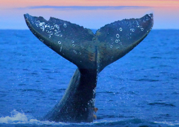 The Sea Cetacean Sanctuary