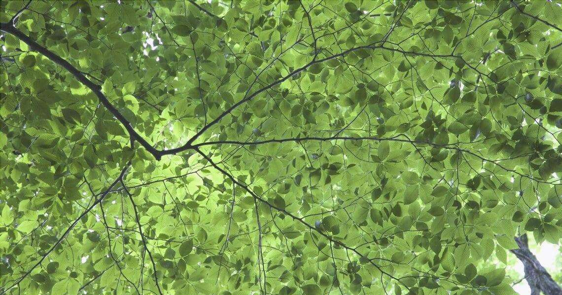 Storie fra le foglie: da leggere e ascoltare 