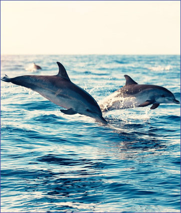 <span>Discover </span><br />
Our Sea <br/>MARE<br/> 