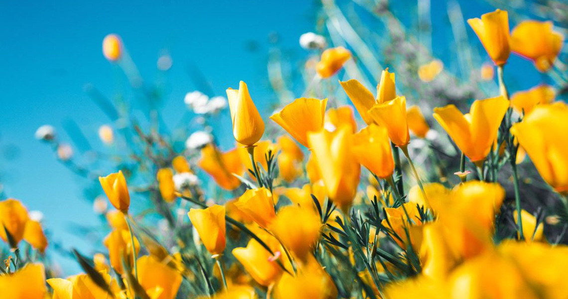 PRIMAVERA: UNA RINASCITA DI ARTE E CULTURA 
