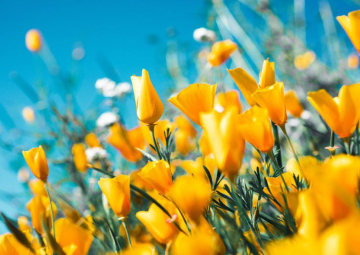 PRIMAVERA: UNA RINASCITA DI ARTE E CULTURA 