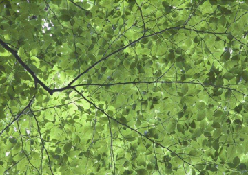 Storie fra le foglie: da leggere e ascoltare 