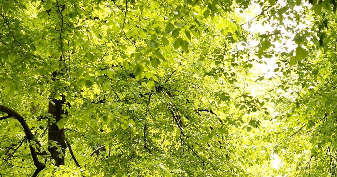 Una sera nel parco…
