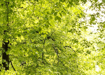 Una sera nel parco…