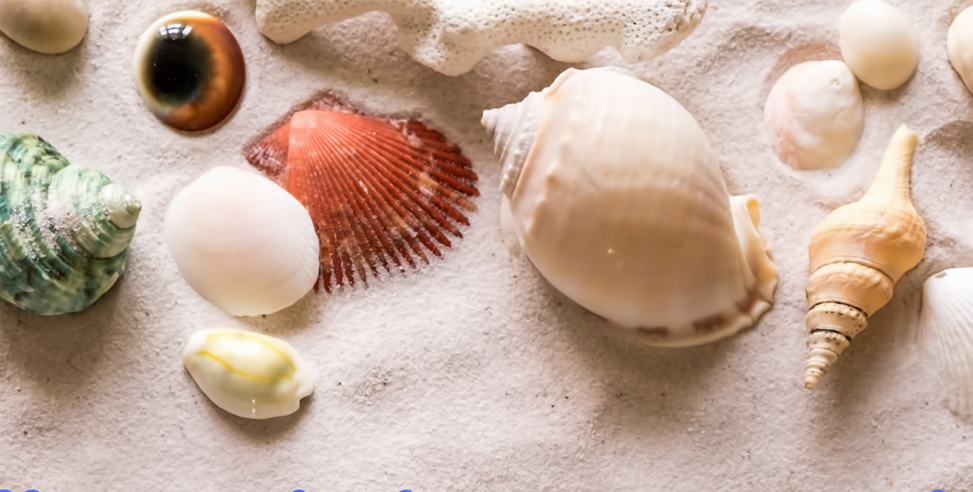 Una storia dentro una Conchiglia