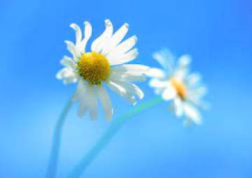 Benvenuta primavera!